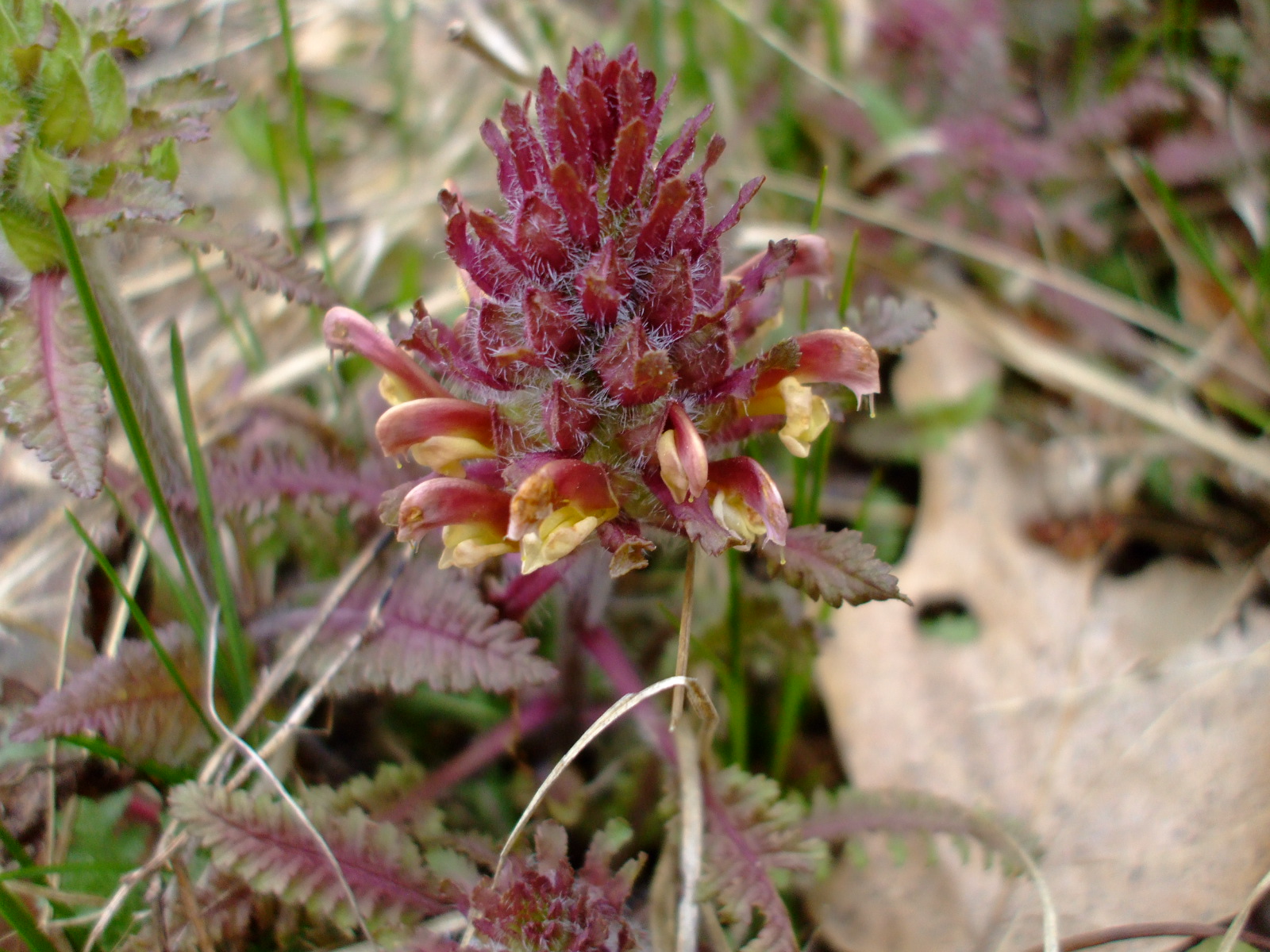 Pedicularis canadensis